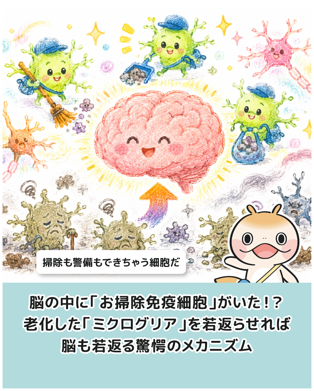 脳の中に「お掃除免疫細胞」がいた！？老化した「ミクログリア」を若返らせれば脳も若返る驚愕のメカニズム