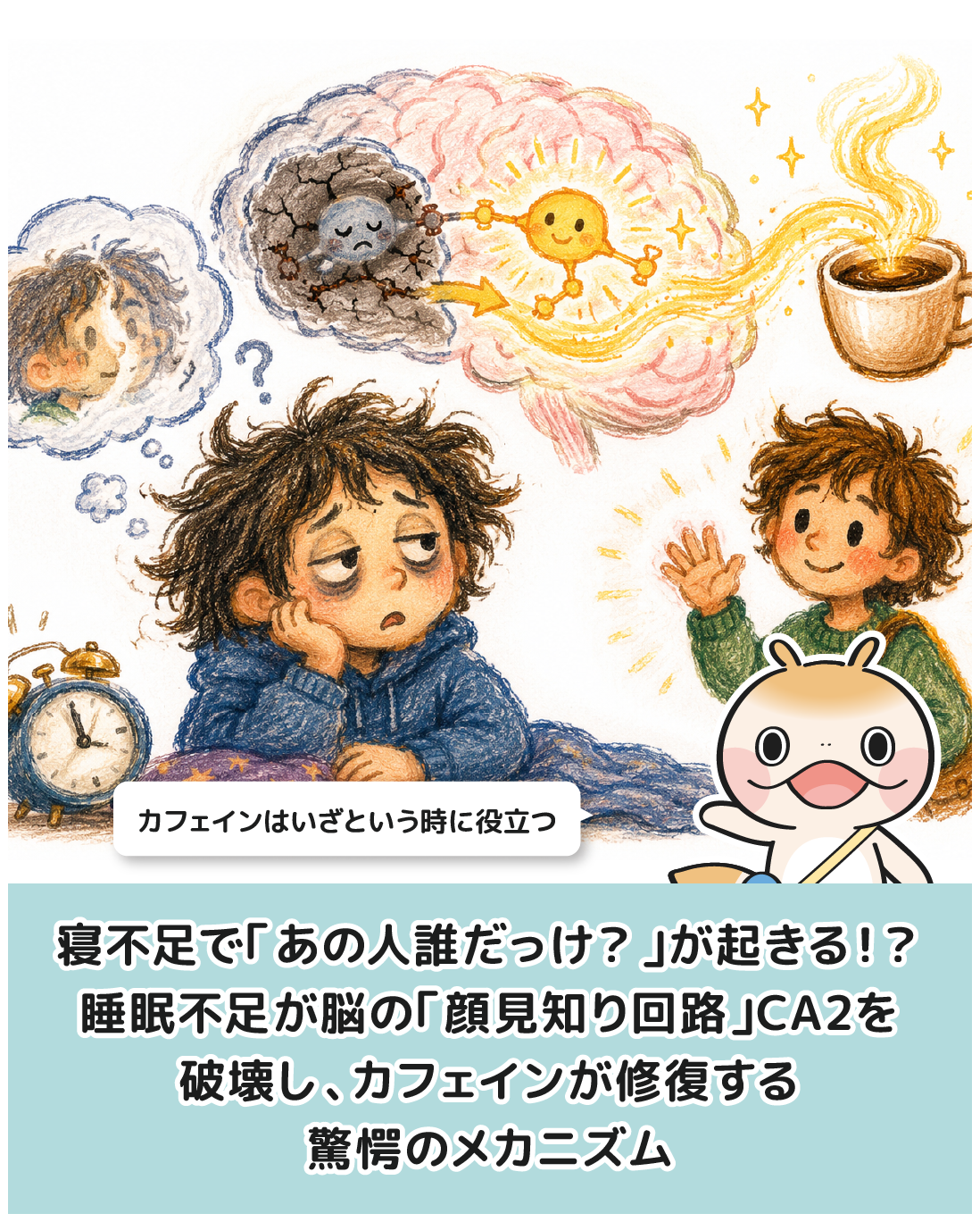 寝不足で「あの人誰だっけ？」が起きる！？睡眠不足が脳の「顔見知り回路」CA2を破壊し、カフェインが修復する驚愕のメカニズム