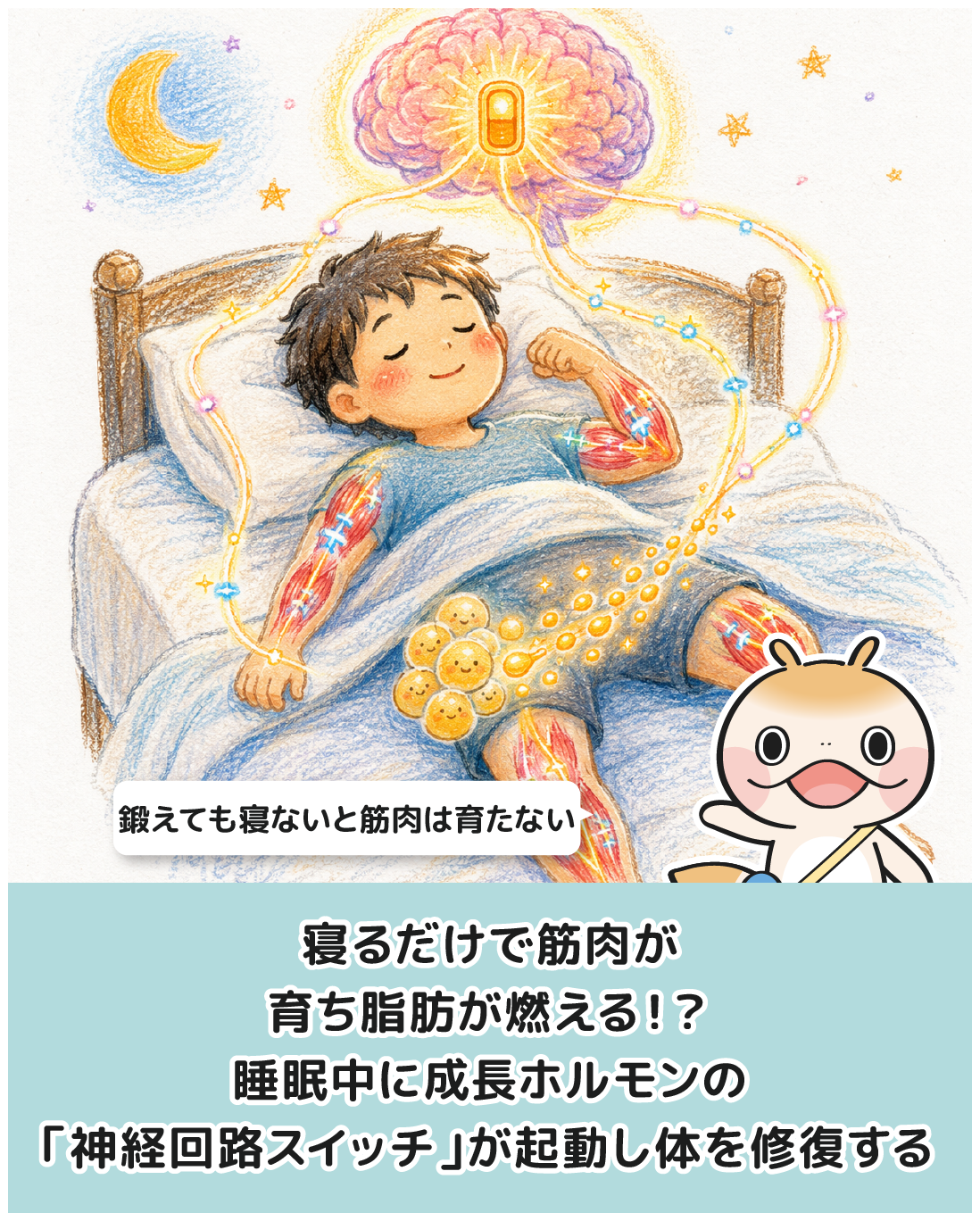 寝るだけで筋肉が育ち脂肪が燃える！？睡眠中に成長ホルモンの「神経回路スイッチ」が起動し体を修復する驚がくのメカニズム