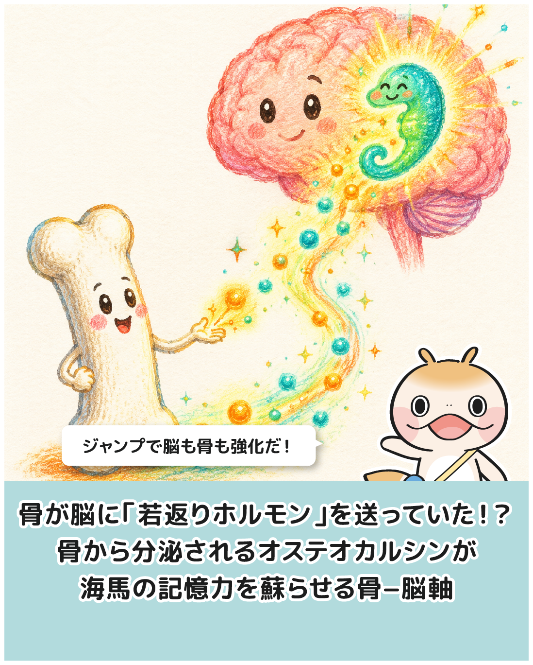 骨が脳に「若返りホルモン」を送っていた！？骨から分泌されるオステオカルシンが海馬の記憶力を蘇らせる骨−脳軸