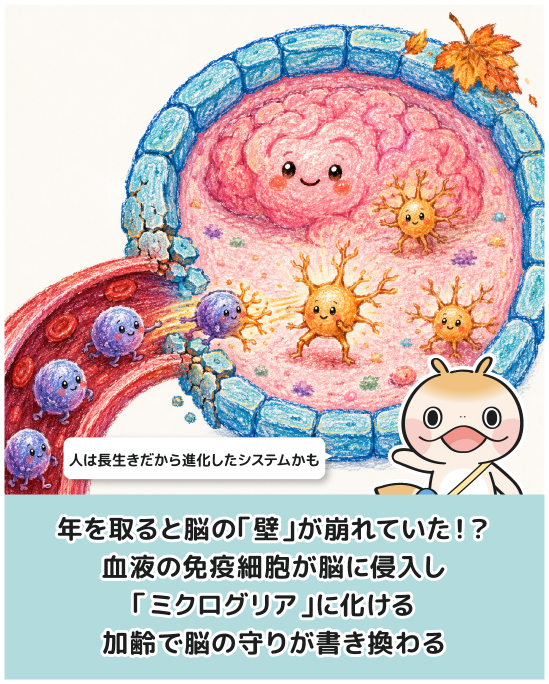 年を取ると脳の「壁」が崩れていた！？ 血液の免疫細胞が脳に侵入し 「ミクログリア」に化ける 加齢で脳の守りが書き換わる